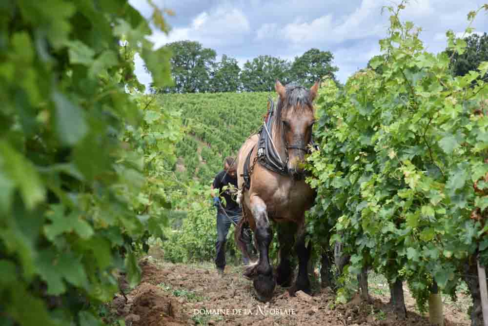 D'Angers à Chinon : 1, 2, 3 et 4 châteaux... #3