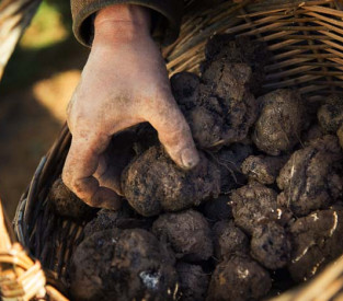 La truffe sous toutes ses formes